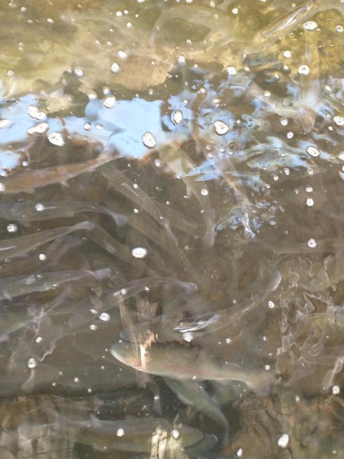Altana Caloroczna Vira Numer 7 Herbergerowka Agroturystyka Na Wsi Duszniki Zdroj Bagian luar foto